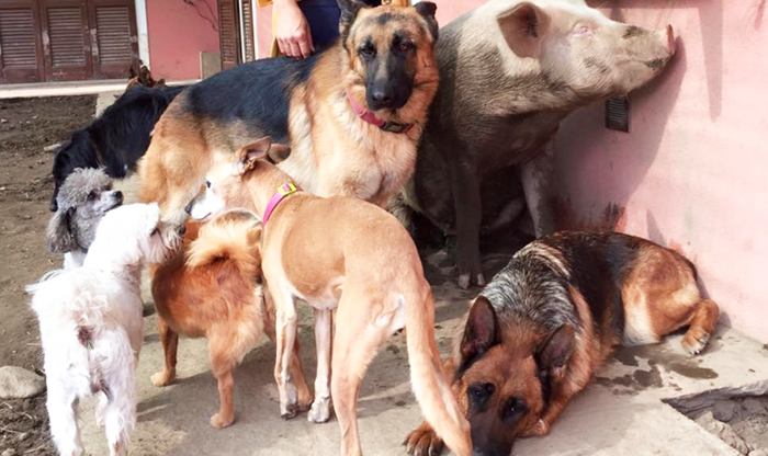Animali del rifugio Miletta al freddo, appello del gestore: "Servono coperte e adozioni”