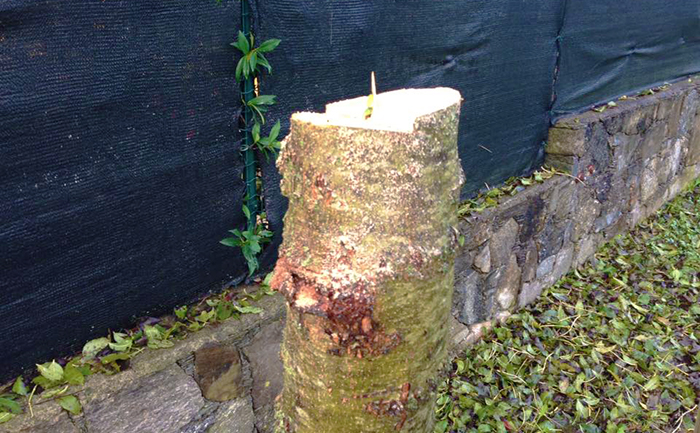 Di notte con un ascia abbattono un albero dal posteggio pubblico. Perdeva le foglie nel loro giardino... Denunciati
