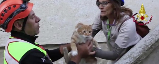 Raccolta straordinaria de "I Gatti del Borgo" per i randagi del ponte Morandi