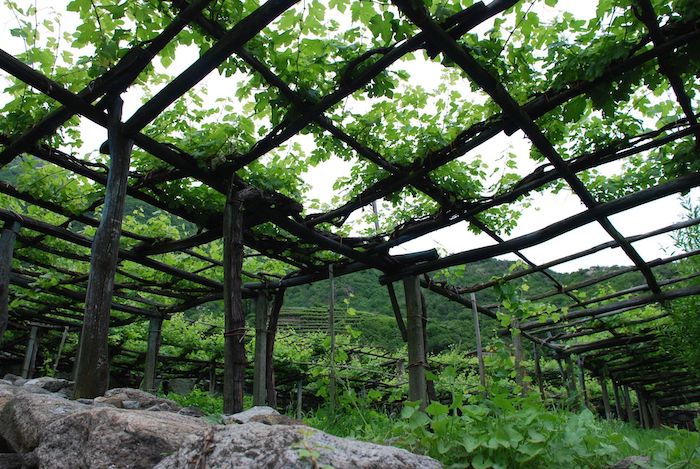Dalla Regione 2,7 milioni di euro alle aziende vitivinicole per investimenti 