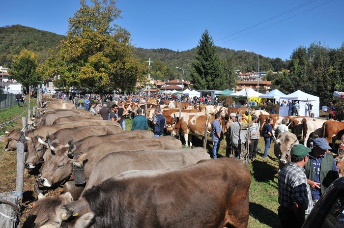 Un altro successo per la Fiera Zootecnica dei bovini di Armeno. Foto