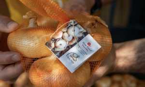 CipollaBionda CureggioFontaneto PresidioSlowFood