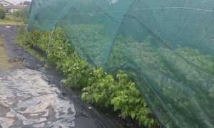 Danni Gattico Veruno lug 24