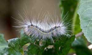 Hyphantria cunea 2019