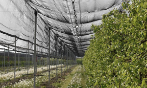 Screenshot 2024 12 31 alle 09.34.38