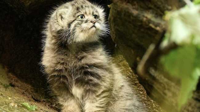 agrate gatto pallas mag 25