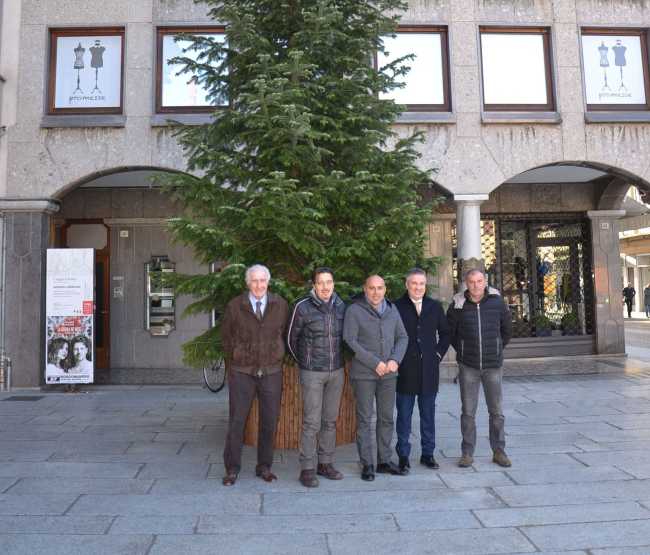 albero lions borgom 2