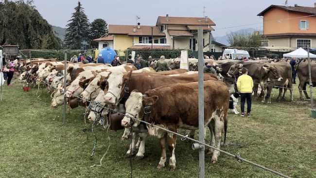 armeno fiera zootecnica 2022 foto