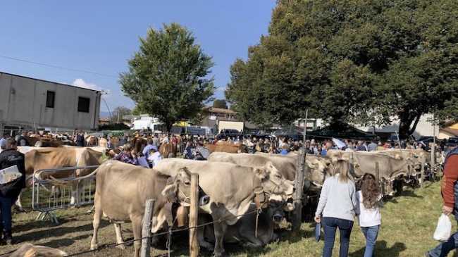 armeno fiera zootecnica archivio