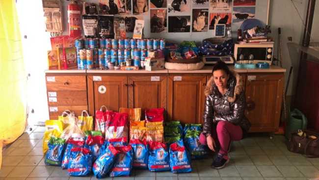 armeno raccolta canile gattile