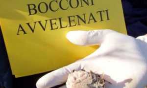 bocconi animali avvelenati