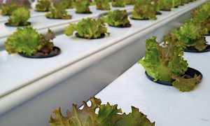 borgo idroponica 1 2