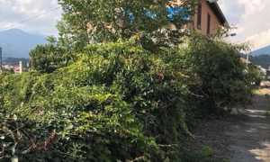 borgosesia boscaglia