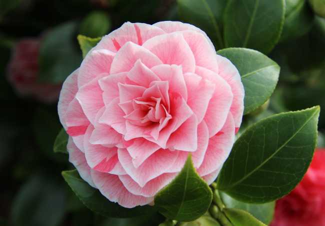 camelia foto