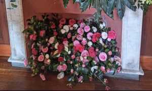 camelia gozzano 1 25