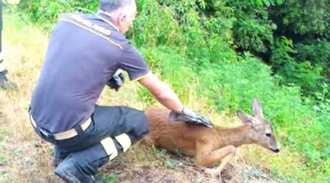 capriolo vigili prato