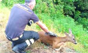 capriolo vigili prato