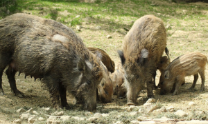 cinghiali gruppo cibo a images articles vco ossola 2021 agosto thumb medium650 0