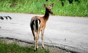 daino femmina