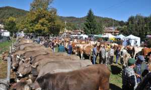 fiera zootecnica copertina