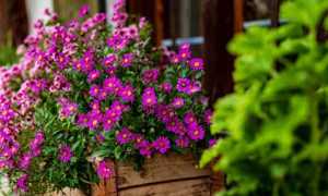 fiori foto modificato 2