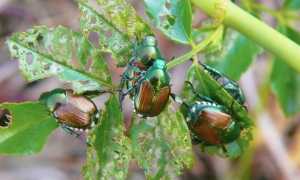 insrtto popilia foglia