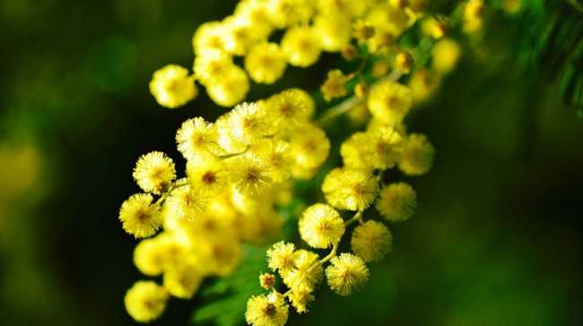 mimosa 274206 960 720