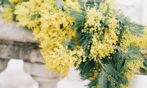 mimose