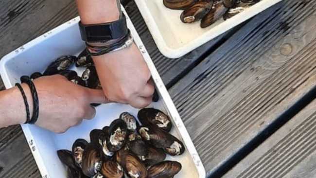 pella prog integrare pre