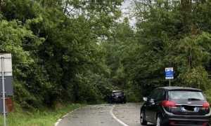 pianta caduta agrate comignago