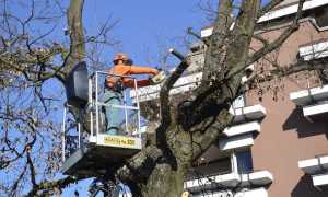 potature alberi cestello