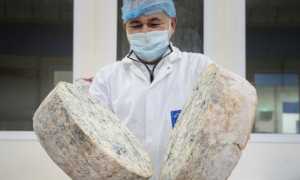 produzione gorgonzola dop