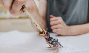 rifugio miletta animale 1