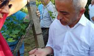 viticoltura assessore regione