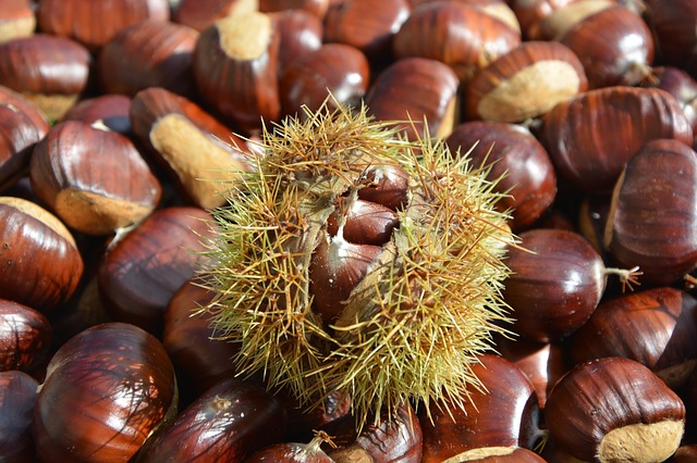 chestnut 2804035 640