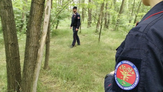 carabinieri forestale verde