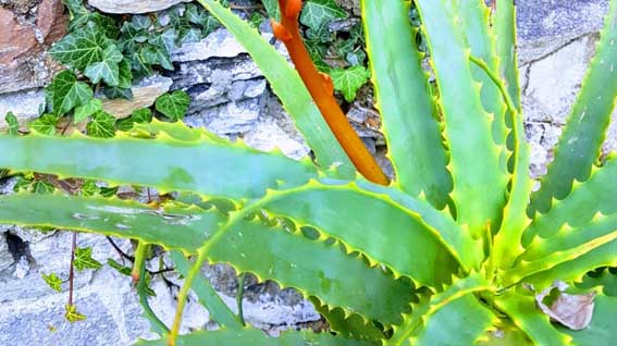 aloe miasino