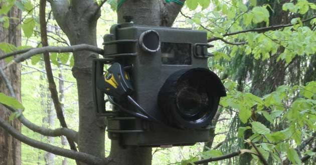 fototrappola