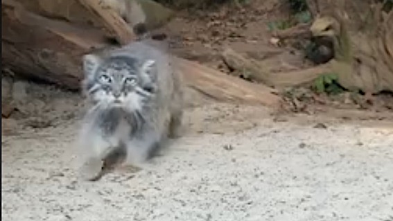 gatto manul agrate.peg