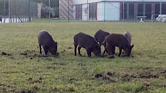 cinghiali s maurizio