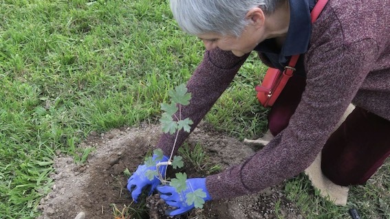 paese a 6 corde green