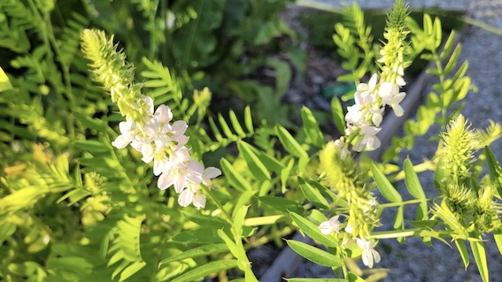 miasino giard semplici foto