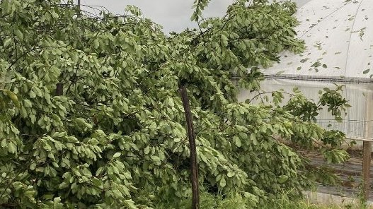 Danni tempesta Gattico 2