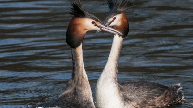 lago orta fauna