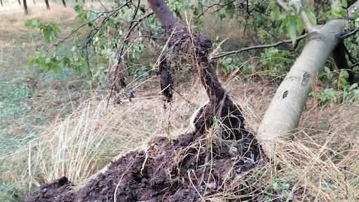 maltempo coldiretti 2